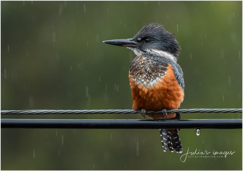 Ringed Kingfisher in the Rain