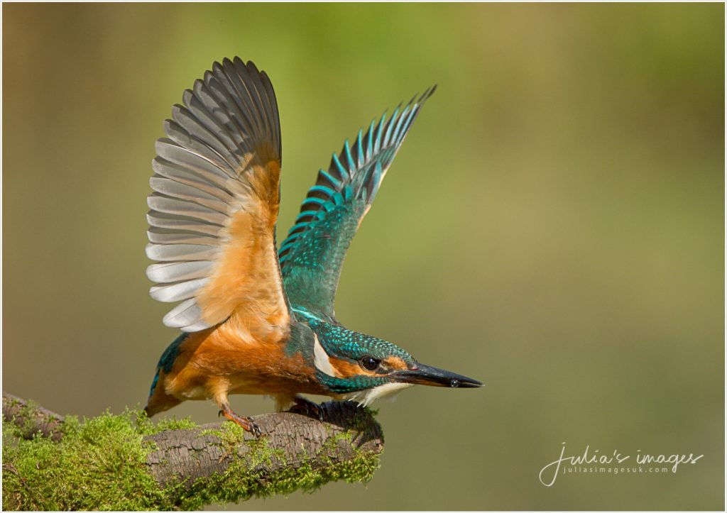 Kingfisher Take off