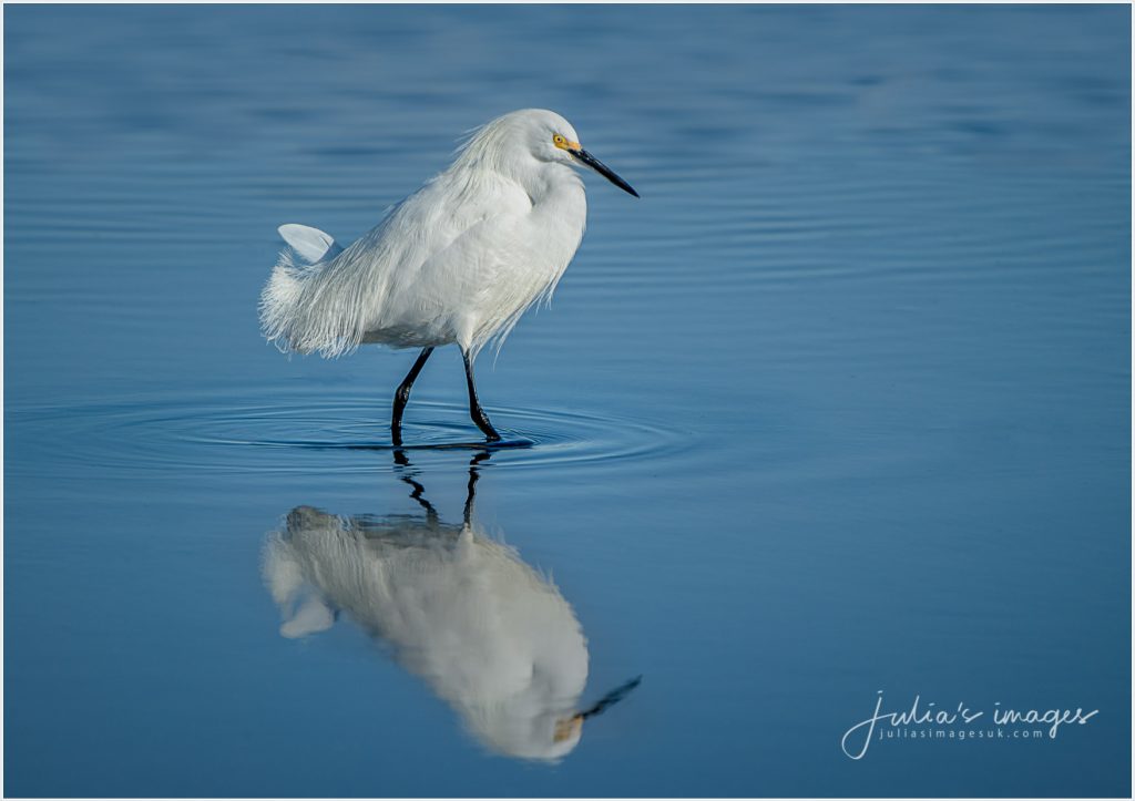Snowy Egret Reflection